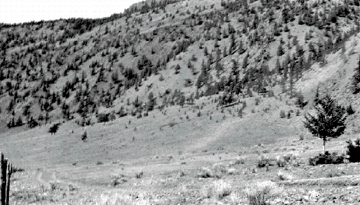 BC Archives # NA-04289, Rangeland in Big Bar Valley, 1914, BC Forest Service Photo