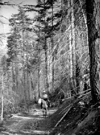 BC Archives # NA-12704, Douglas Road Remnant, Photo BC Forest Service Mensuration Survey 1951