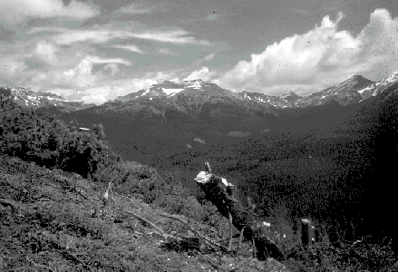 BC Archives # I-64484, Survey photograph is Tyaughton Creek area