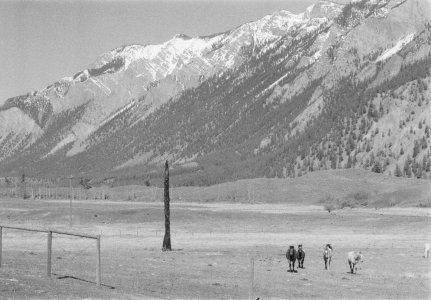 Horses on the Jones Ranch, s. of Lillooet on the Texas Creek Road, Fountain Ridge in background