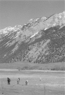 Horses on the Jones Ranch, s. of Lillooet on the Texas Creek Road, Fountain Ridge in background
