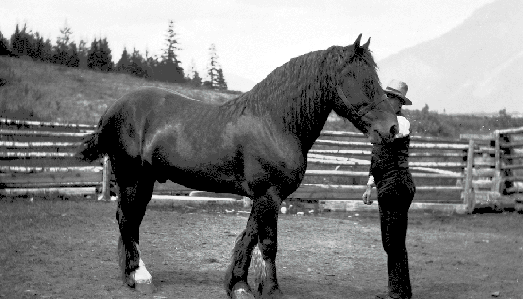 Horses on the Jones Ranch, s. of Lillooet on the Texas Creek Road, Fountain Ridge in background