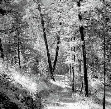 BC ARchives # NA-12025, road near Pavilion Lake